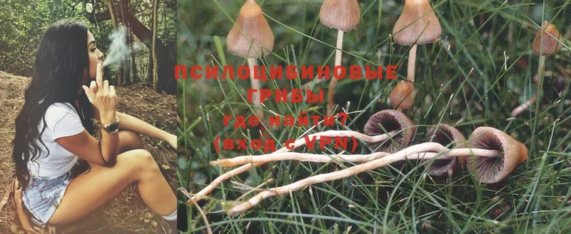 Псилоцибиновые грибы Psilocybe  Ленск 